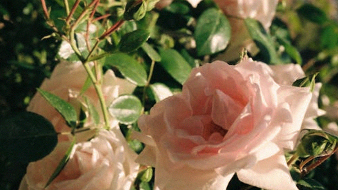 Understanding your hormones during menopause