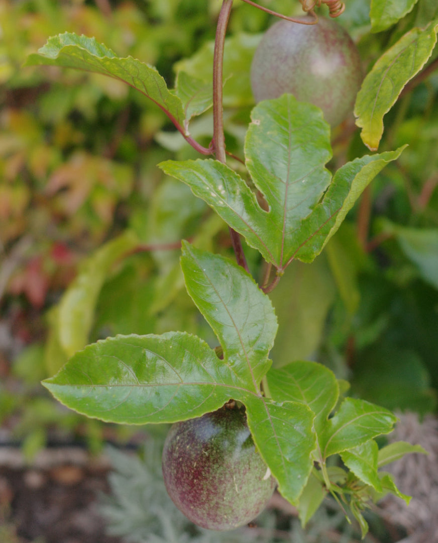 Herbs for Women’s Health: 8 plants and their traditions