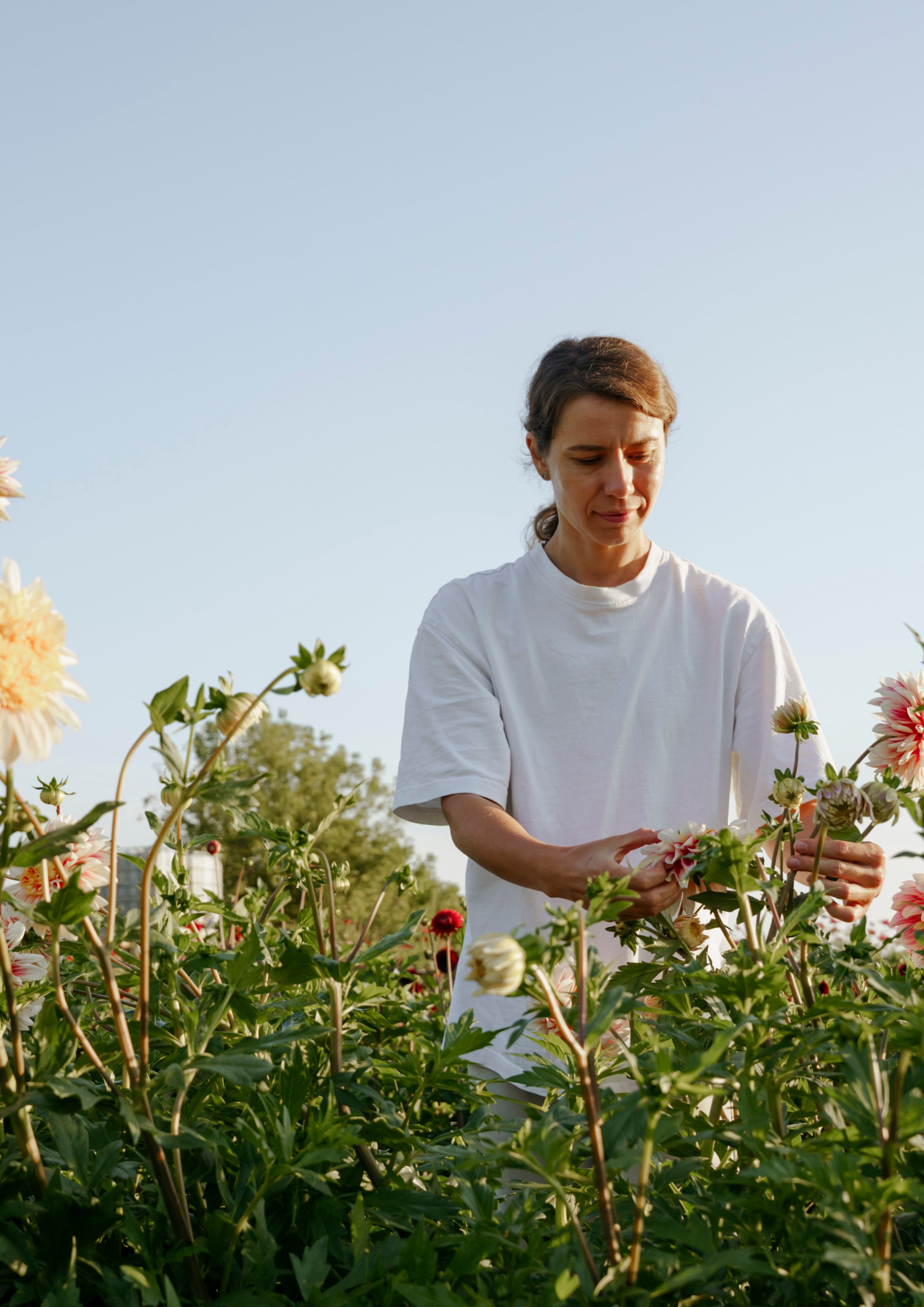 Understanding your hormones during (peri)menopause