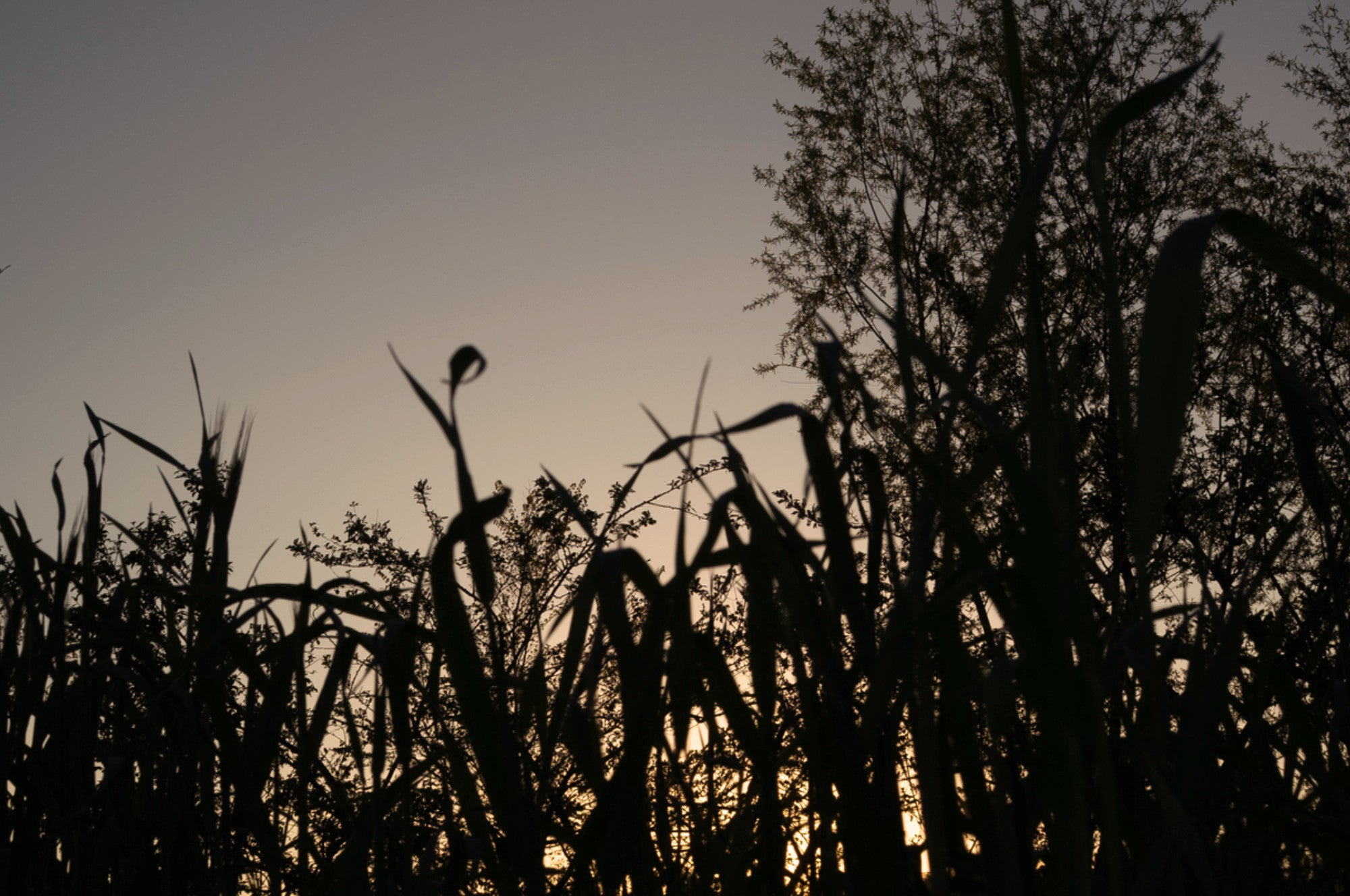 Silhouette of tall grass and trees against a dark sky